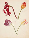 Studie af tulipaner