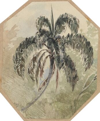 Studie einer Palme in Urwald