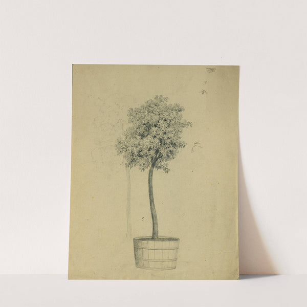 Studie eines Bäumchens im Topf by Johann Peter Krafft