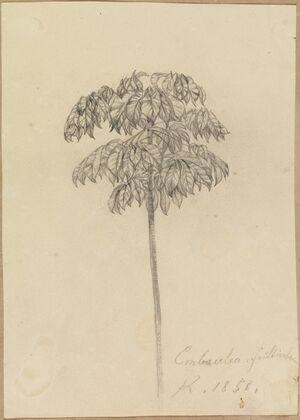 Studie Faultierbaum