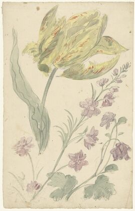 Studie van een gele tulp en een andere plant