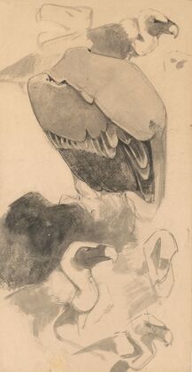 Studie van gieren