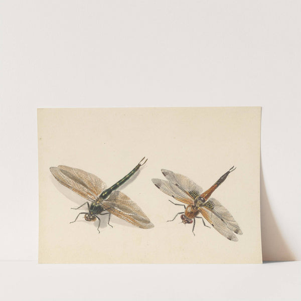 Studie van twee libellen (1824 - 1900) by Albertus Steenbergen