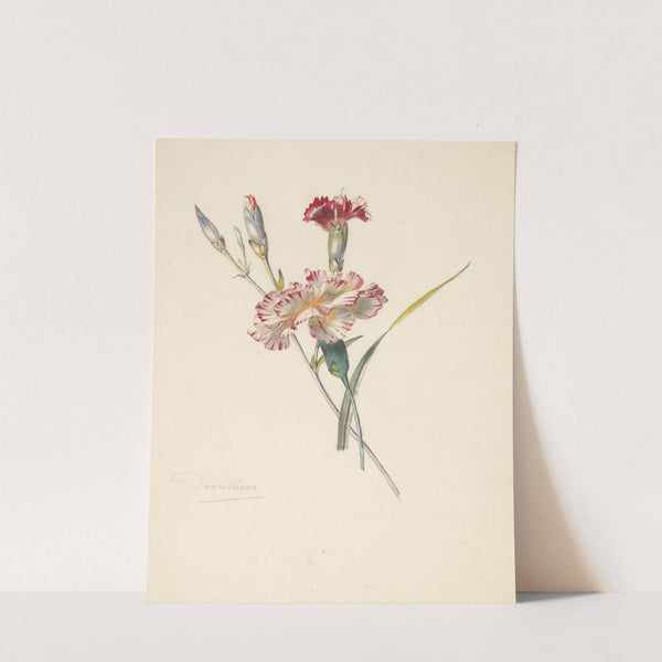 Studieblad met Anjers (1824 - 1900) by Albertus Steenbergen