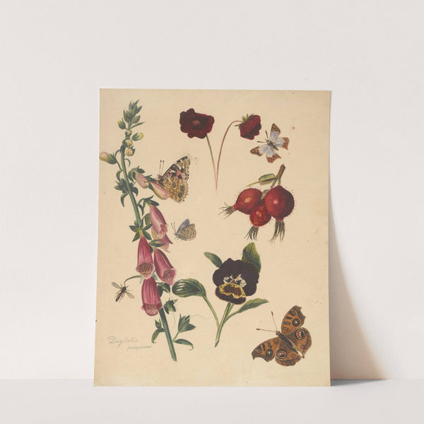 Studieblad met bloemen en vlinders (1824 - 1900) by Albertus Steenbergen