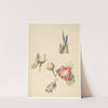 Studieblad met drie rozen en een iris (1824 - 1900) by Albertus Steenbergen