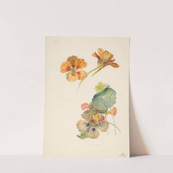 Studieblad met Oost-Indische kers (1824 - 1900) by Albertus Steenbergen