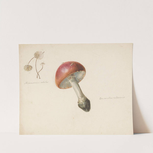 Studieblad met paddestoelen, de Amanita Rubescens en de Marasmius Rotula (1824 - 1900) by Albertus Steenbergen