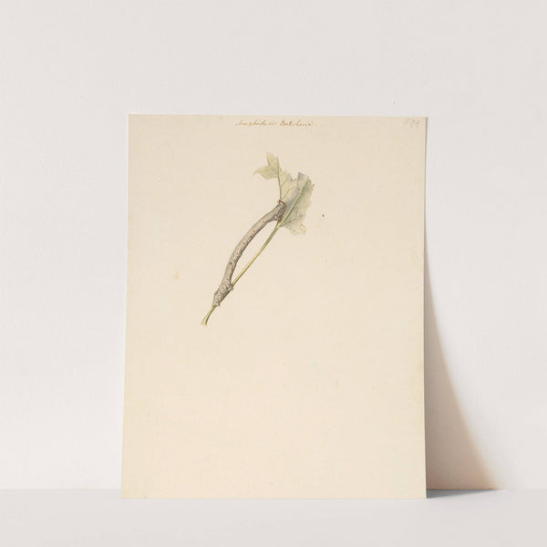 Studieblad met rups, Amphidasis Betularia (1824 - 1900) by Albertus Steenbergen