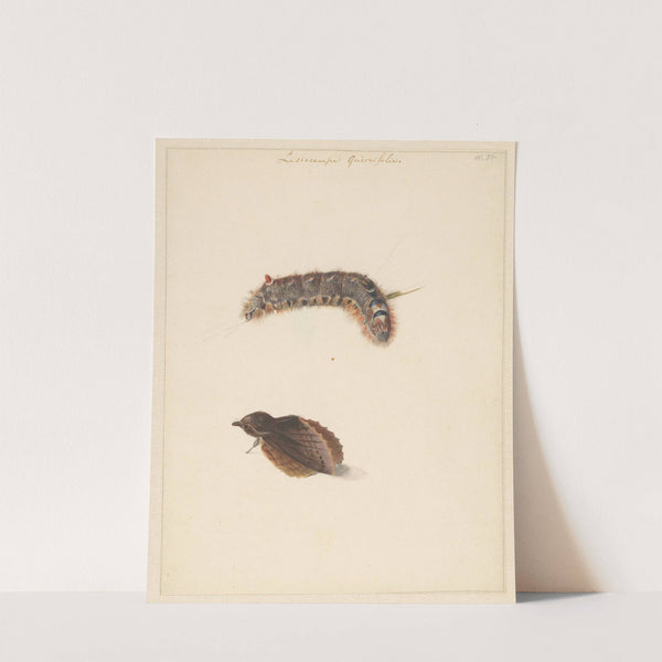 Studieblad met rups en nachtvlinders, Lasiocampa Quireifolia (1824 - 1900) by Albertus Steenbergen