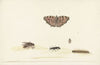 Studieblad met verschillende insecten