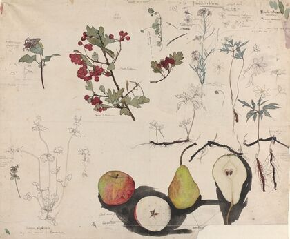 Studieblad met vruchten, planten en bloemen