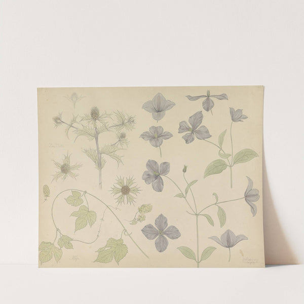 Studieblad met Zeedistel, Hop en Clematis (1899) by Julie de Graag