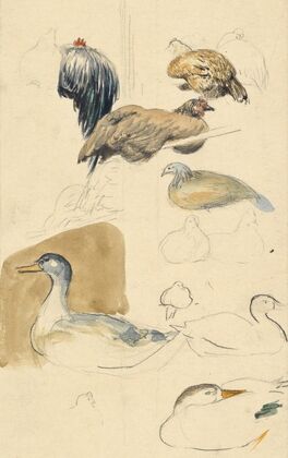 Studien von Enten und Hühnern (1894)