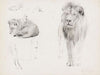 Studienblatt – Löwe von vorn und schlafender Löwe (1900)