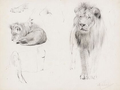 Studienblatt – Löwe von vorn und schlafender Löwe (1900)