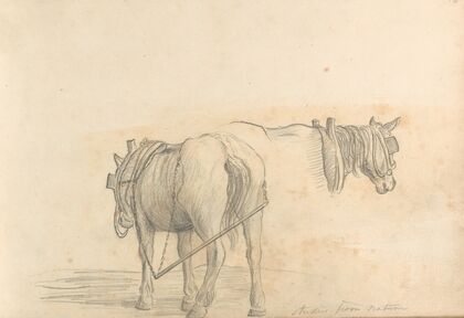 Studies from Nature (two horses)