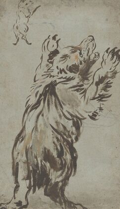 Studies of a Bear