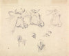 Studies of a cow’s head