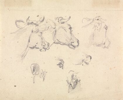 Studies of a cow’s head
