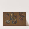 Studies of a Fox, a Barn Owl, a Peahen, and the Head of a Young Man (1815) by Jacques-Laurent Agasse