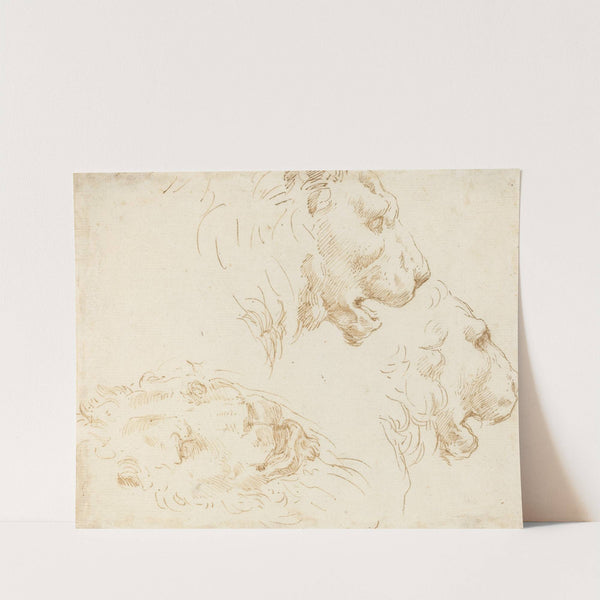 Studies of a Lion&#039;s Head by Stefano Della Bella