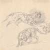 Studies of a tiger