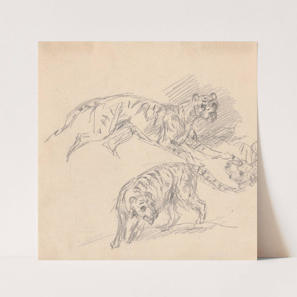 Studies of a tiger by Sawrey Gilpin