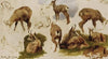 Studies Of An Isard