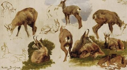 Studies Of An Isard