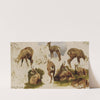 Studies Of An Isard by Rosa Bonheur