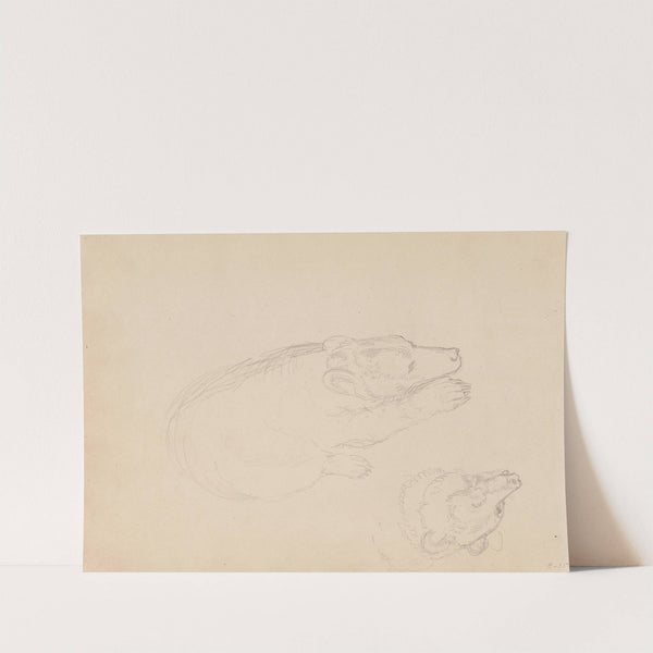 Studies of bears (between 1845 and 1852) by Adolph Tidemand