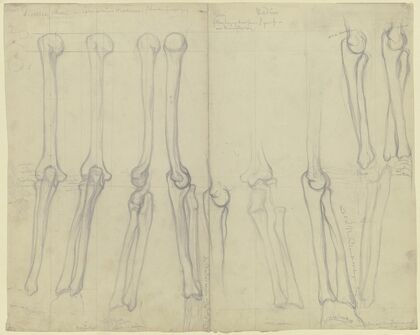 Studies of bones