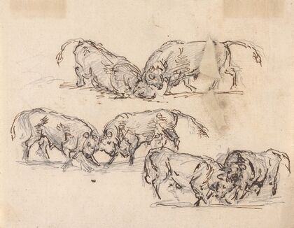 Studies of Bull Fighting