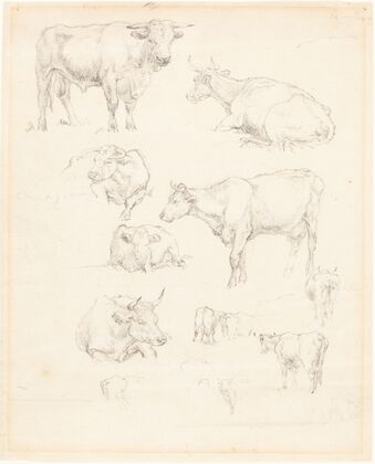 Studies of Cattle