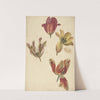 Studies of Four Tulips by Elias van Nijmegen