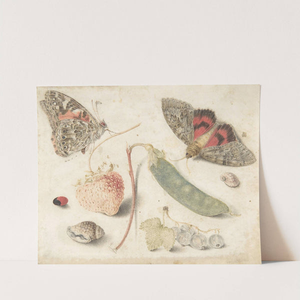 Studies of Fruits, Insects and Shells by Georg Flegel