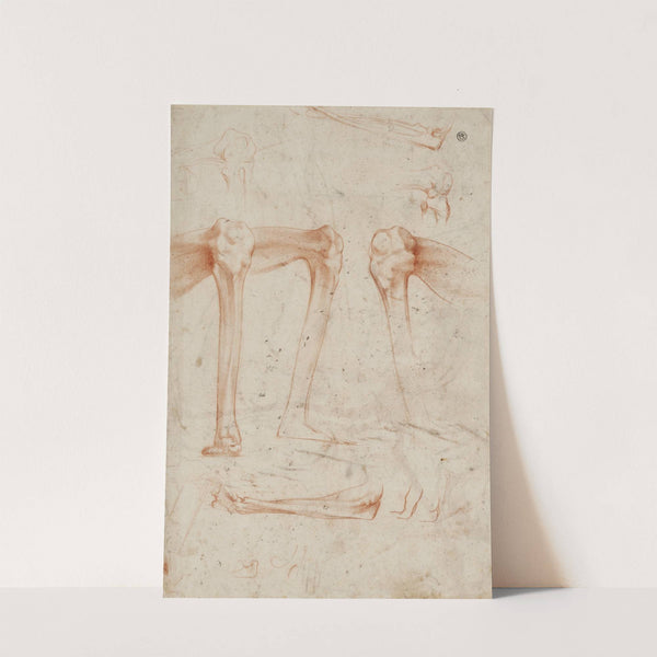 Studies of legs, knees and arms by Rosso Fiorentino