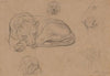 Studies of Lions