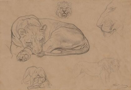 Studies of Lions
