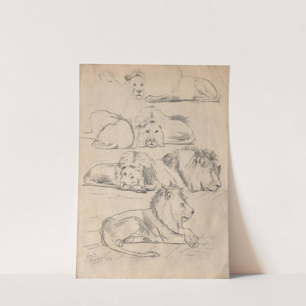 Studies of Lions by John Haberle