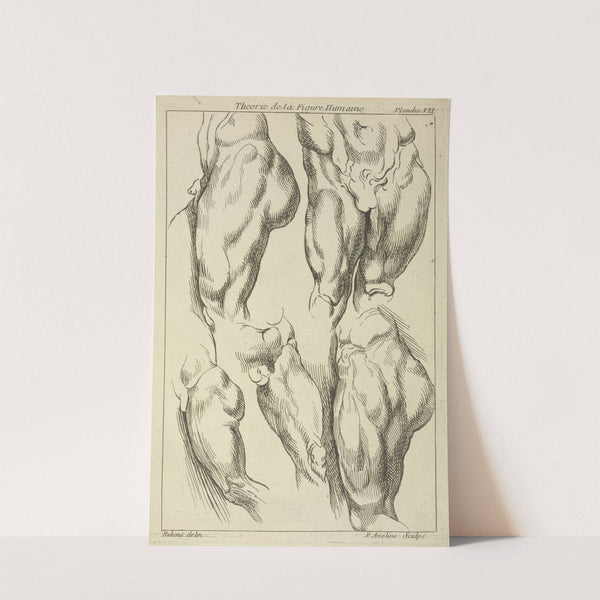 Studies of male loins by Peter Paul Rubens
