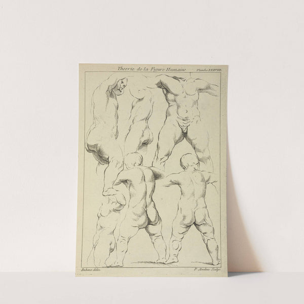 Studies of male torsos by Peter Paul Rubens