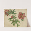 Studies of Peonies by Martin Schongauer