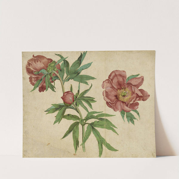 Studies of Peonies by Martin Schongauer