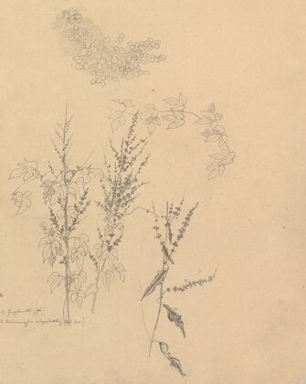 Studies of Plants