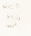 Studies of Sheep
