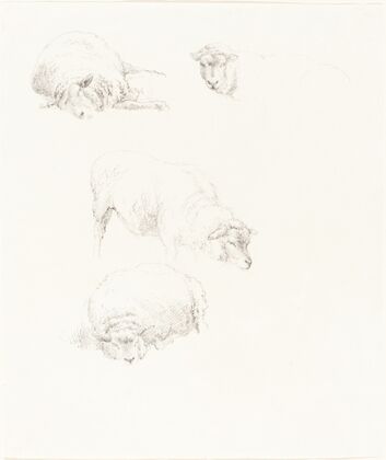 Studies of Sheep