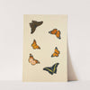Studies Of Six Butterflies (18th Century) by Nicolaas Struyk