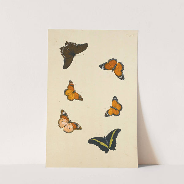 Studies Of Six Butterflies (18th Century) by Nicolaas Struyk